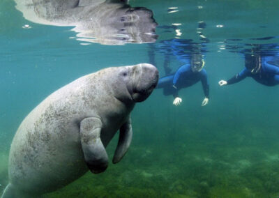 Swimming with Manatees