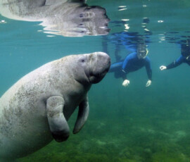 Swimming with Manatees